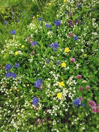 Purple flowers blooming on field