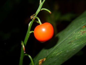 Close-up of orange on plant