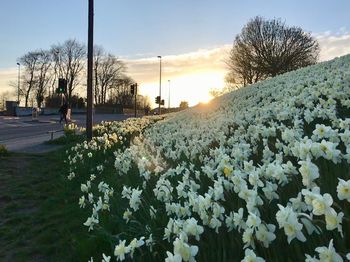 Scenic view of flowering trees against sky during sunset