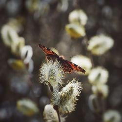 Close-up of insect on flower