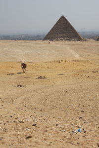 View of a horse on desert