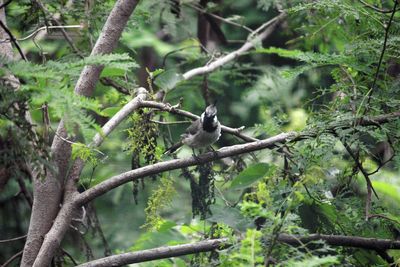 Bird perching on a tree