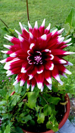 Close-up of red flower