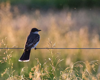 Close-up of a bird perching on a field