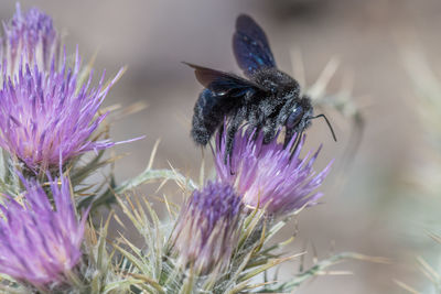Close-up of honey bee on thistle