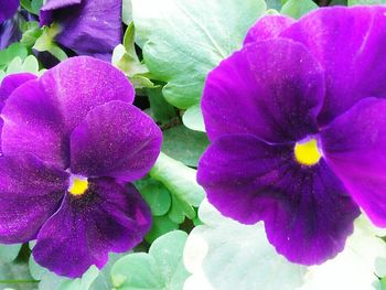 Close-up of purple flowers blooming outdoors