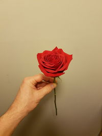 Cropped hand of man holding red rose against wall