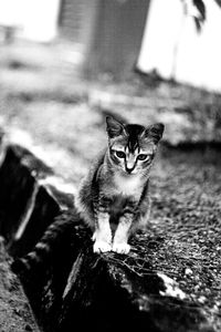 Close-up portrait of cat sitting outdoors