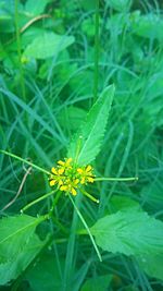 High angle view of yellow flowering plant on field