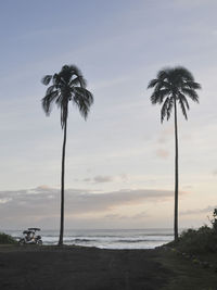 Palm trees on beach against sky