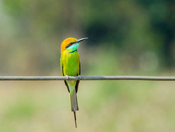 Close-up of green bee-eater perching on cable