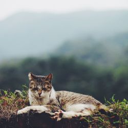 Close-up of cat lying on grass