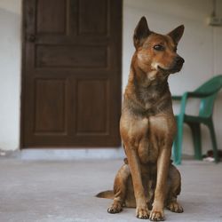 Portrait of a dog looking away