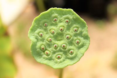 Close-up of succulent plant