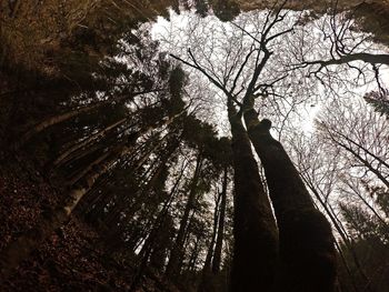 Low angle view of tree in forest