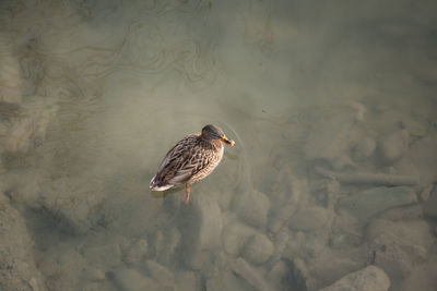 Mallard duck swimming in lake