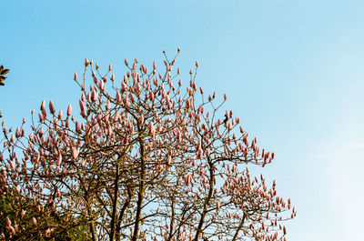 Low angle view of cherry tree against blue sky