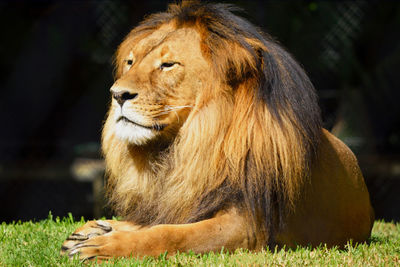 Close-up of lion