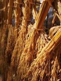 Close-up of crop hanging from plant