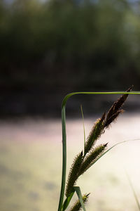 Close-up of insect on plant