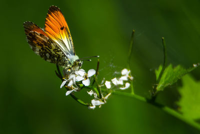 Close-up of butterfly pollinating on flower