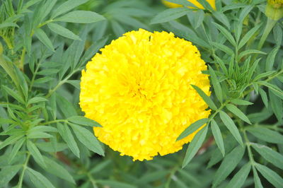 Close-up of yellow marigold blooming outdoors