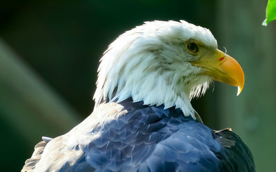 Close-up of eagle