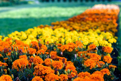 Close-up of yellow flowers