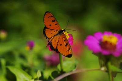 Close-up of butterfly pollinating on purple flower