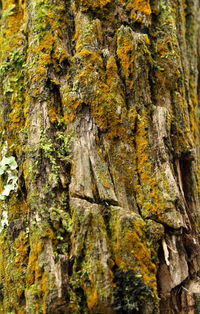 Full frame shot of moss on rock
