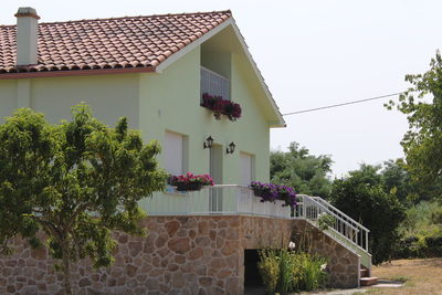 Potted plant against building