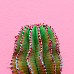 Close-up of succulent plant