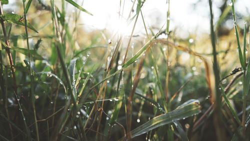 Close-up of wet grass on field