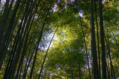 Low angle view of bamboo trees in forest