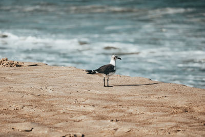 Seagull perching on a beach