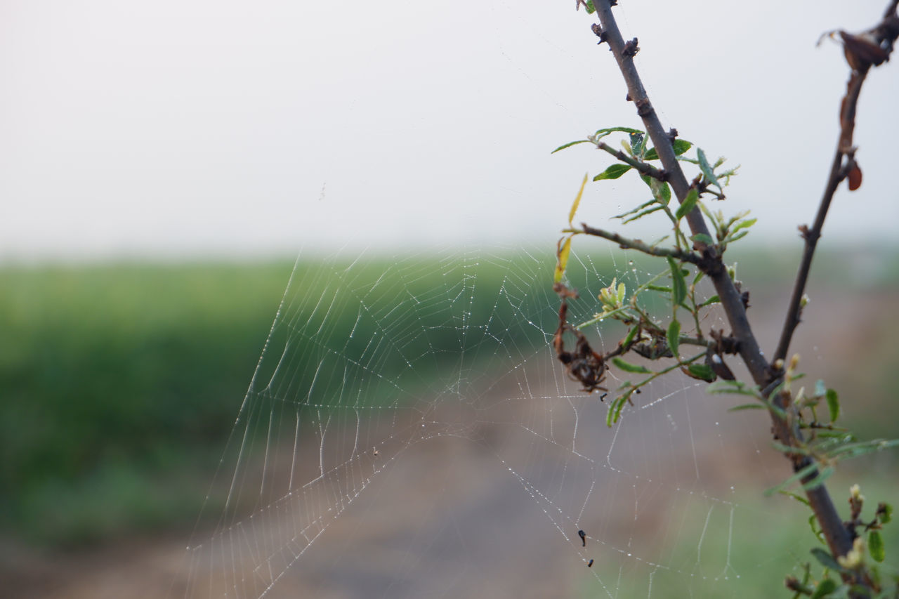 CLOSE-UP OF SPIDER ON WEB OUTDOORS