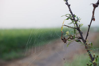 Close-up of spider on web