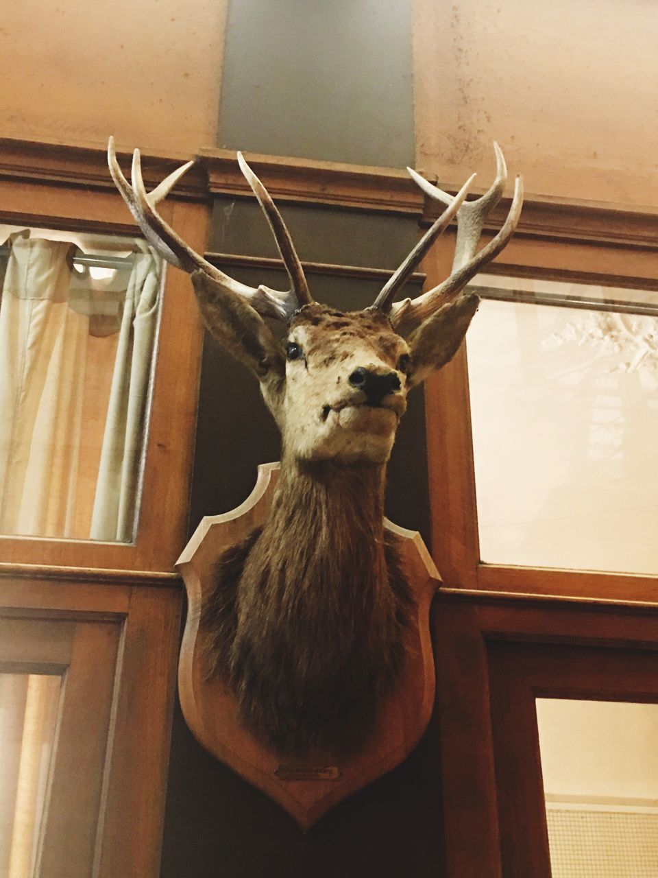 taxidermy, indoors, no people, animal themes, one animal, antler, stuffed, animal skull, day, architecture, mammal