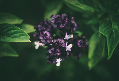 Close-up of basil flowering plant