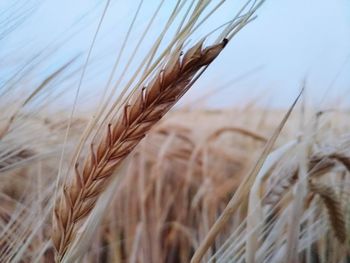 Close-up of stalks in field