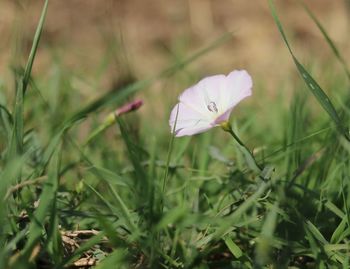 Close-up of crocus on field