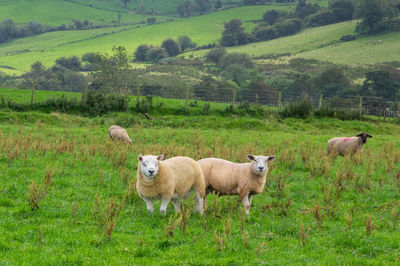 Sheep on field