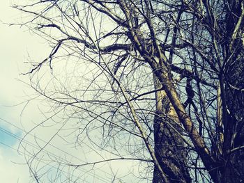 Low angle view of bare tree against sky