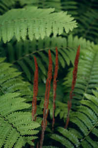 ferns and horsetails