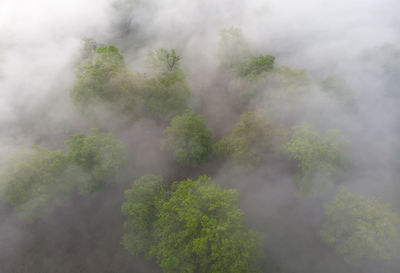 Plants growing in forest