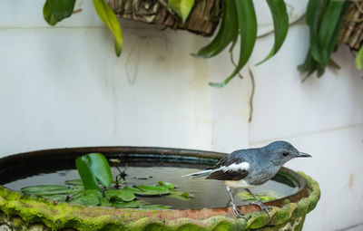 Bird perching on a plant