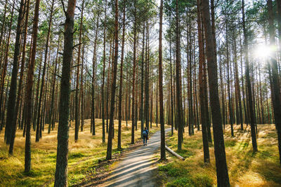 Road amidst trees in forest