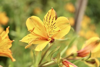 Close-up of yellow flowering plant