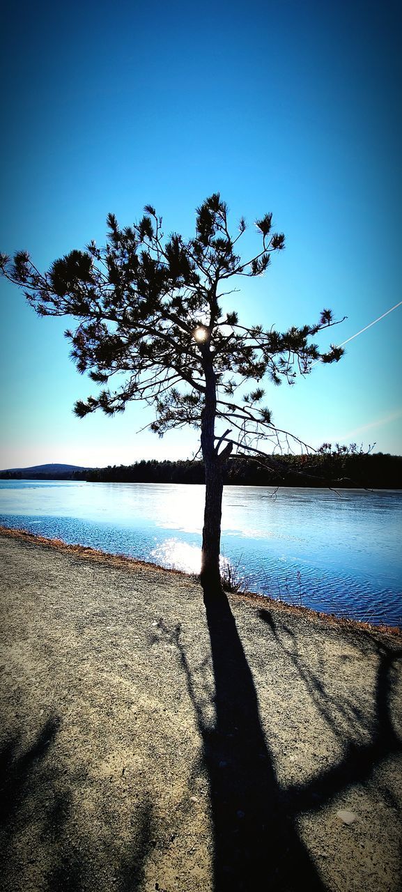 TREE BY SEA AGAINST SKY