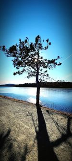 Tree by sea against clear blue sky